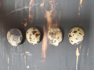 Fertile Coturnix Quail Eggs